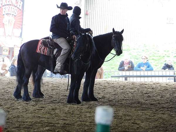 black-therapy-horse