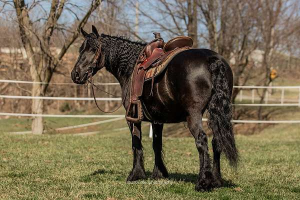 all-around-fell-pony