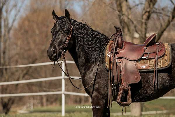 beginner-fell-pony