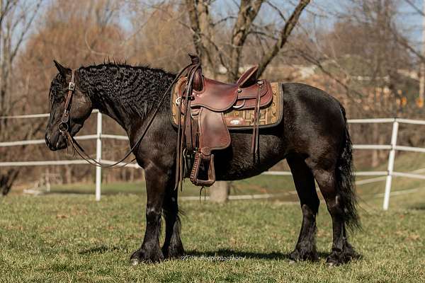 breeding-fell-pony