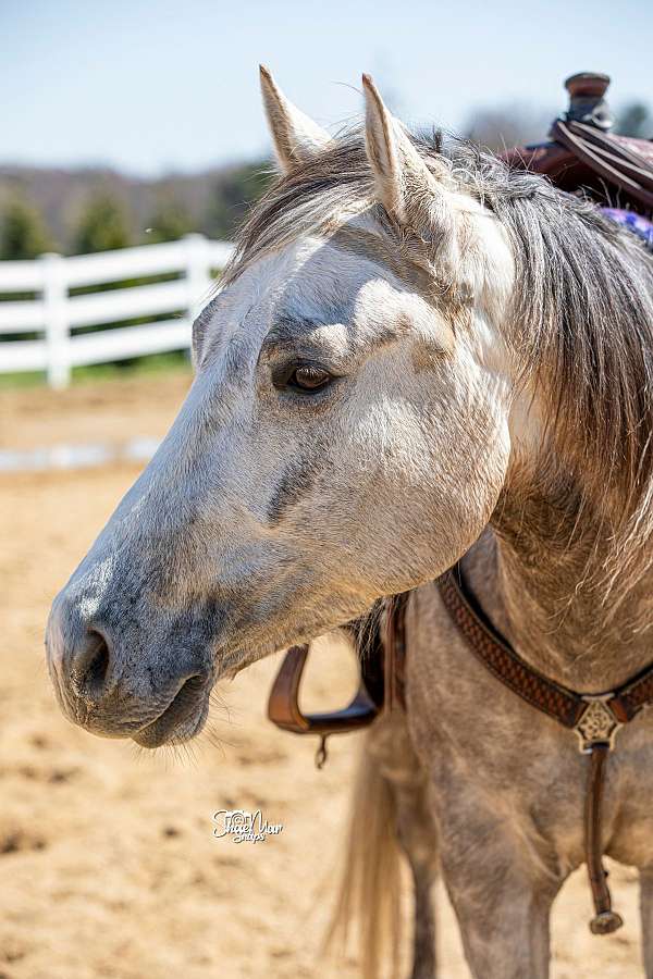 all-around-quarter-horse