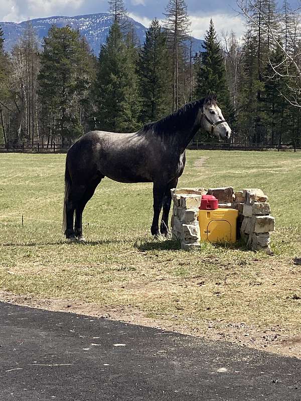 black-grey-experienced-horse