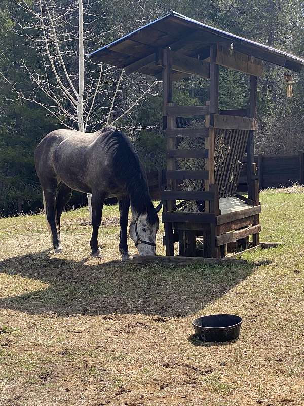 black-grey-ranch-work-horse