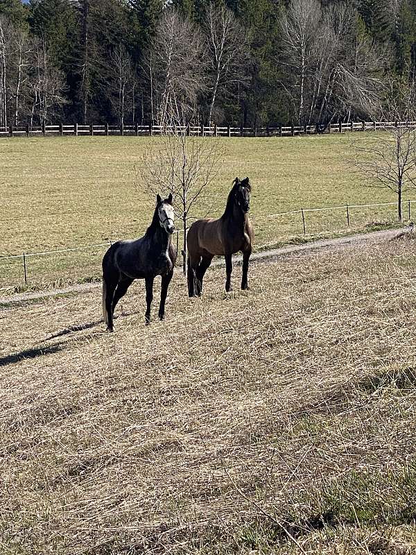 quarter-horse-gelding