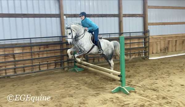 athletic-morgan-horse