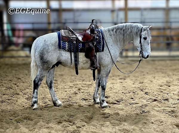 driving-morgan-horse