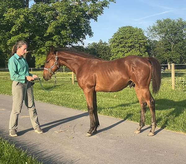 aerc-iberian-horse