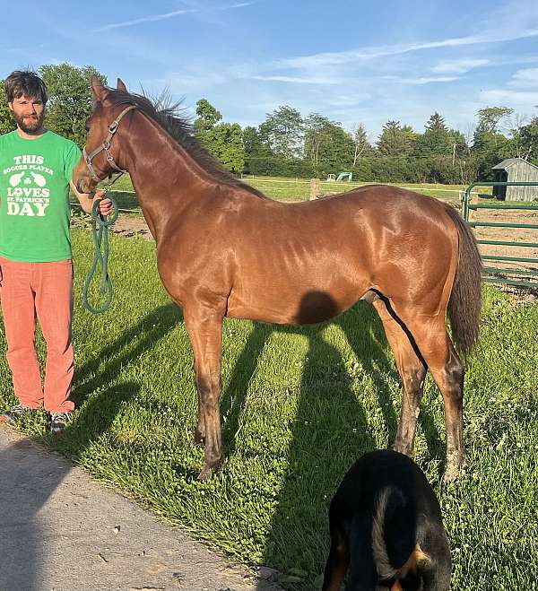 amateur-friendly-iberian-horse