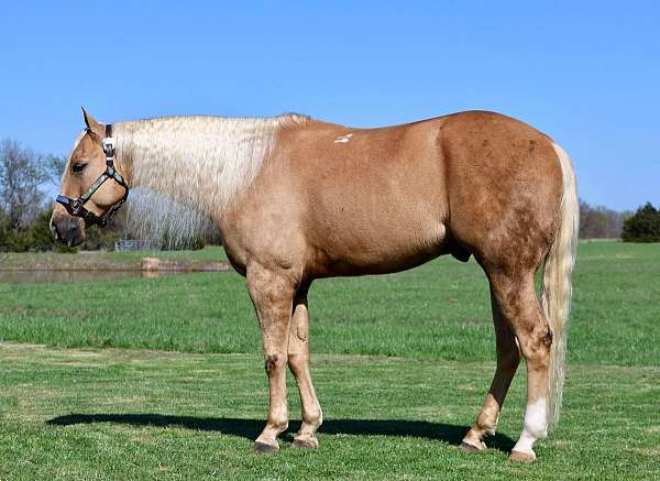 companion-quarter-horse
