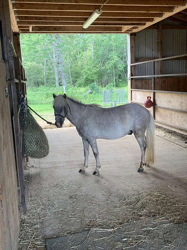 grey-icho-gelding