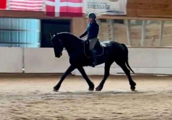 athletic-friesian-horse