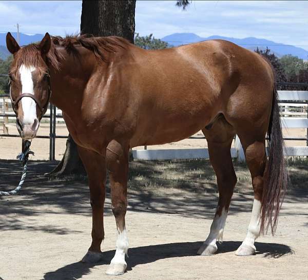 paint-gelding