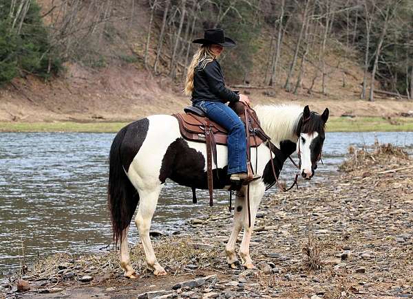 all-around-paint-horse