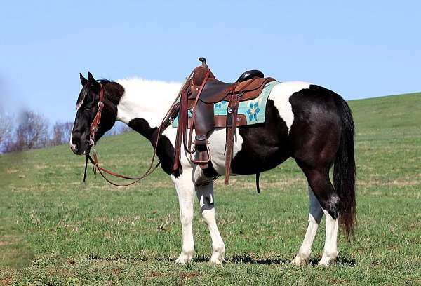 athletic-paint-horse