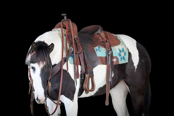 beginner-paint-horse
