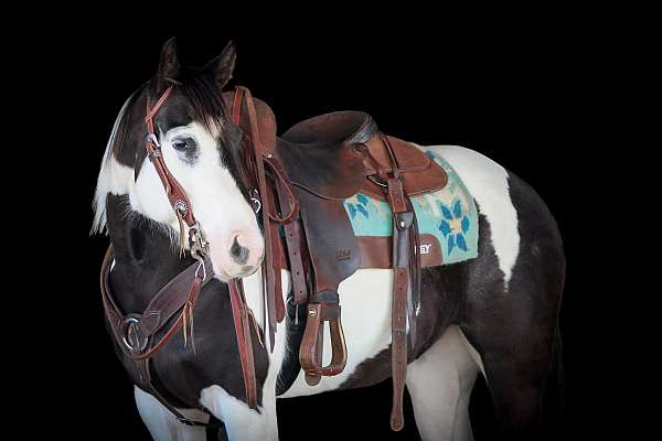husband-safe-paint-horse
