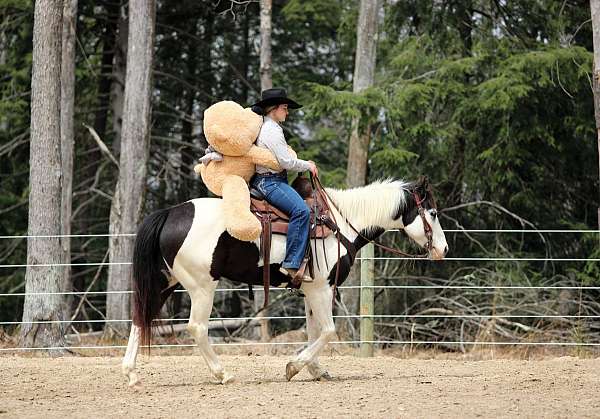 show-paint-horse