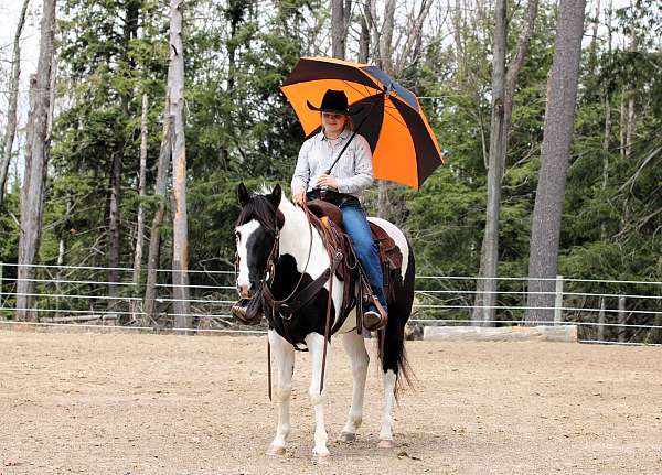 western-riding-paint-horse