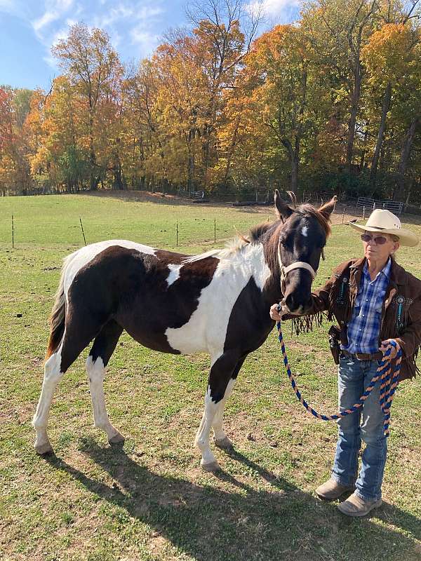 jetalong-paint-horse