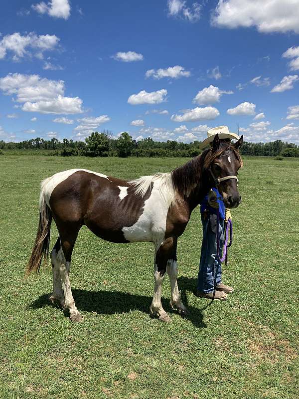 adios-amigos-paint-horse