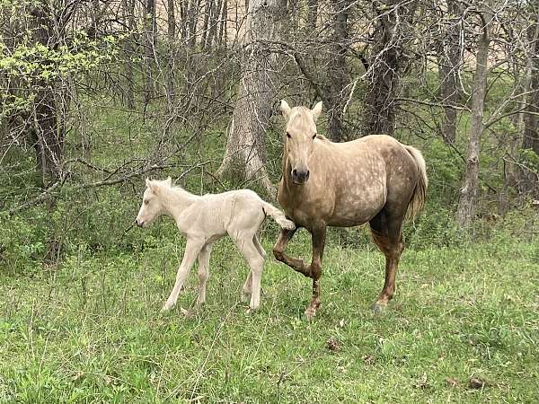 recipient-quarter-pony