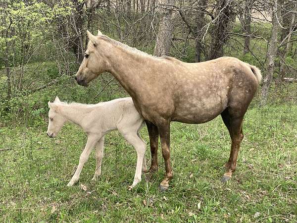 recipient-horse