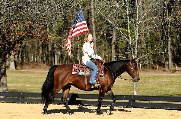bay-western-dr-horse