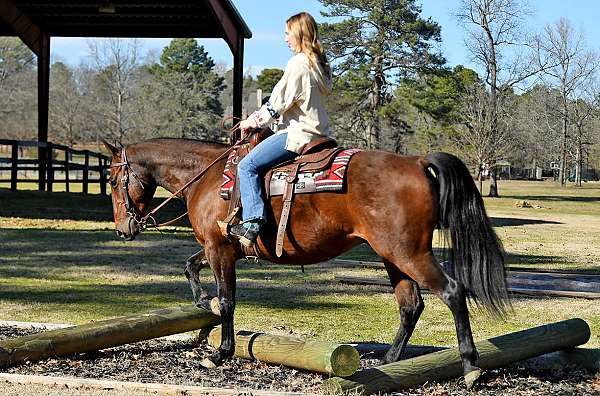 western-dr-gelding