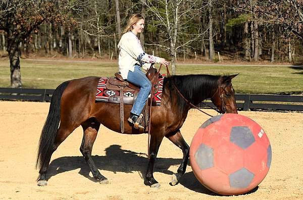 bombproof-horse-quarter