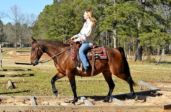 ranch-horse-quarter