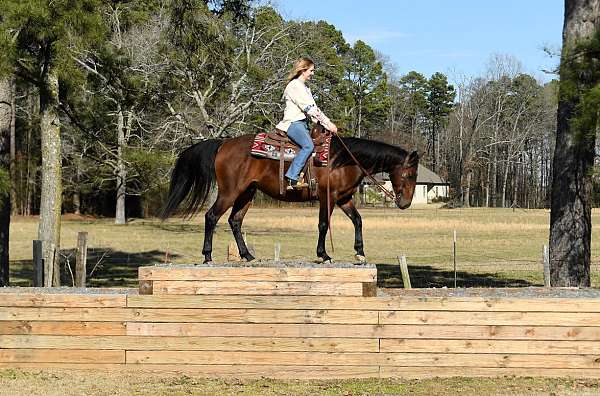 western-dr-horse