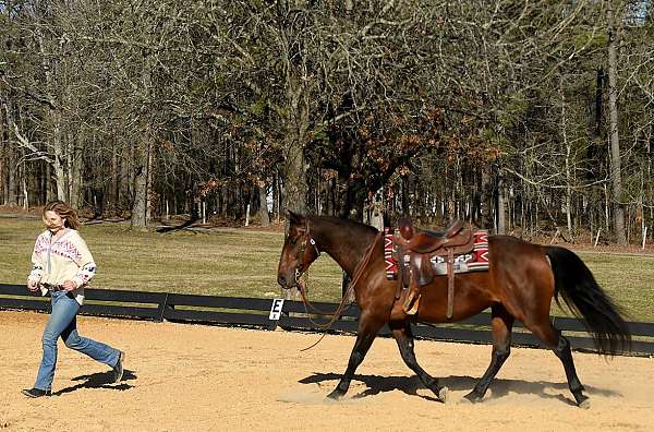 bombproof-horse-quarter