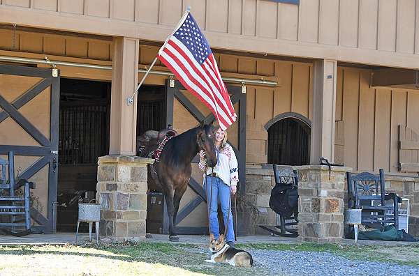 sweet-quarter-horse