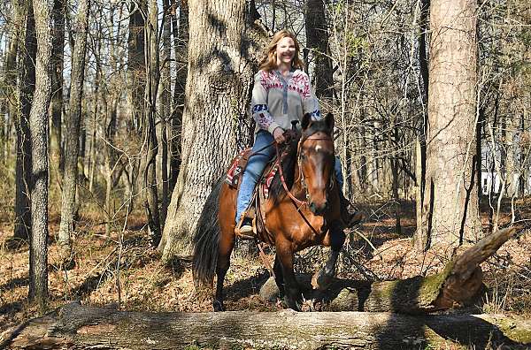 hunter-quarter-horse