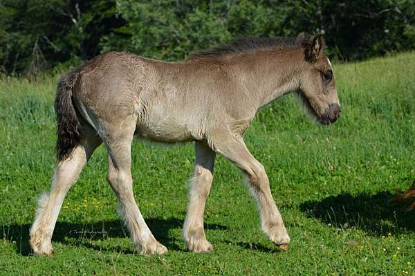 colt-gypsy-vanner-horse