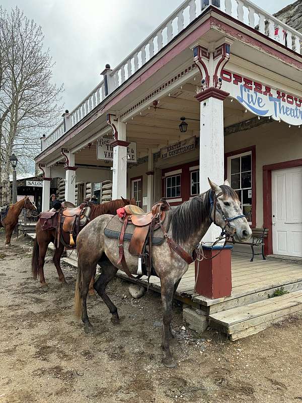 advanced-mountain-pleasure-horse