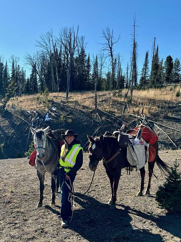 and-willing-mountain-pleasure-horse
