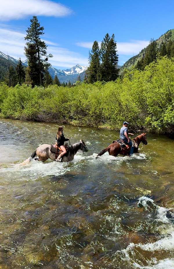 arena-mountain-pleasure-horse