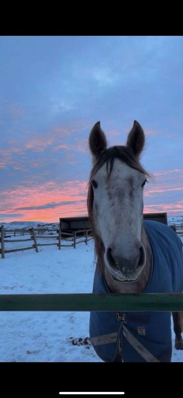 available-mountain-pleasure-horse