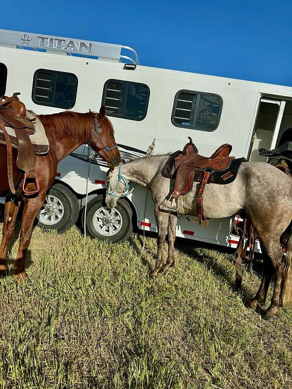 barn-mountain-pleasure-horse