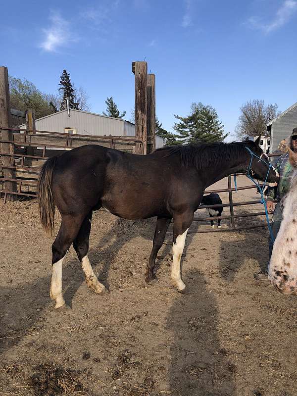 black-overo-apha-stallion