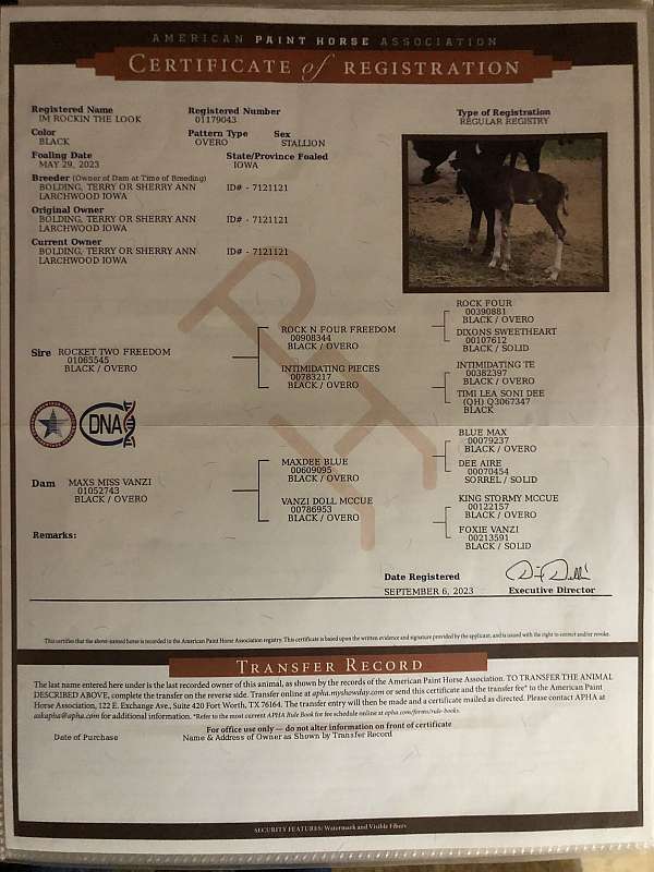 black-overo-apha-horse