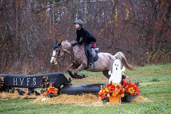 pace-appaloosa-pony
