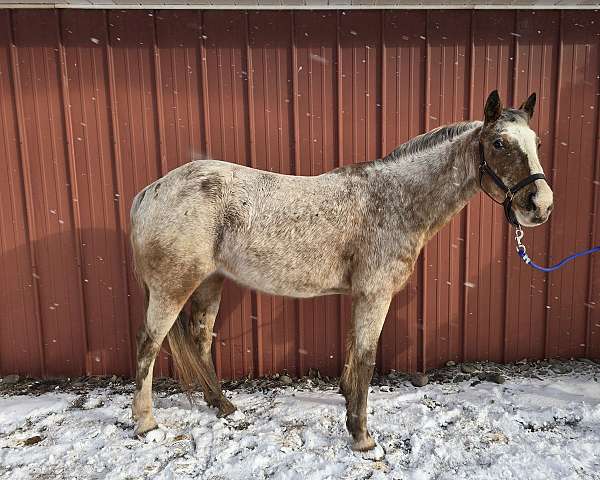 race-appaloosa-pony