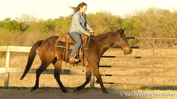 dressage-quarter-horse