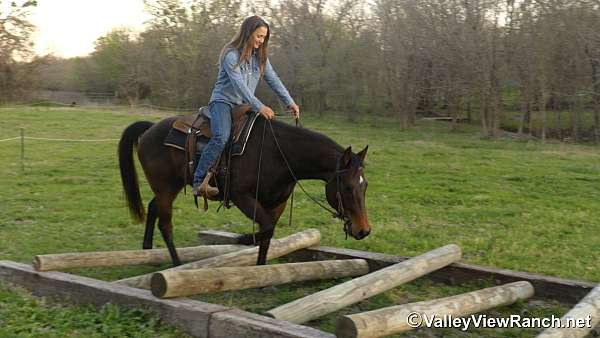 trail-quarter-horse