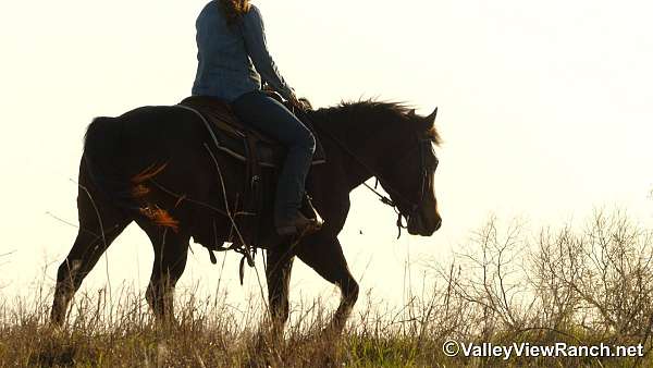 trail-class-competition-quarter-horse
