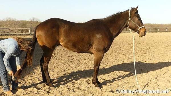western-dressage-quarter-horse