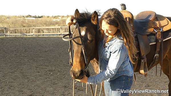 western-pleasure-quarter-horse