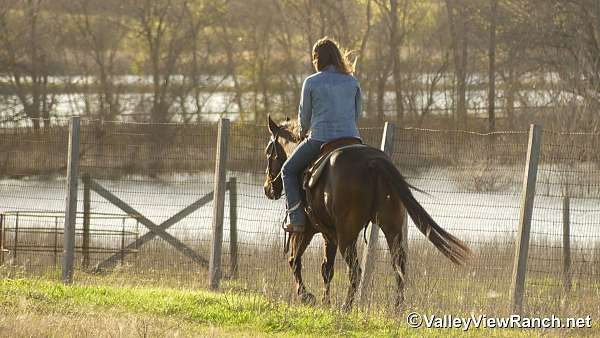 working-cattle-quarter-horse